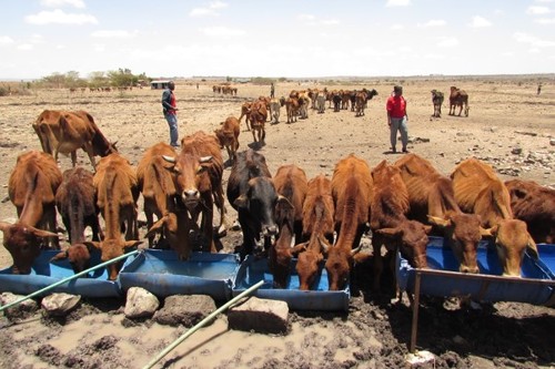Cattle queuing for a drink of water from a private borehole costing 5 Kenyan schillings per head per day, Kenya, September 2022. Credit: Michael Singer